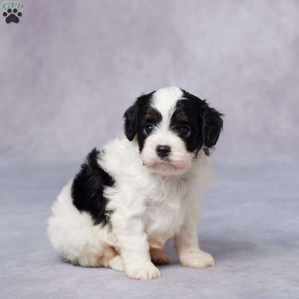Kaia, Cavapoo Puppy